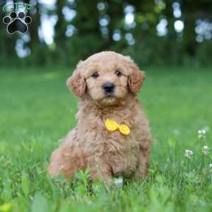 Bentley, Goldendoodle Puppy